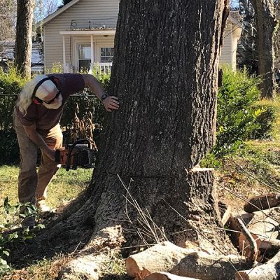 Appalachian Treework